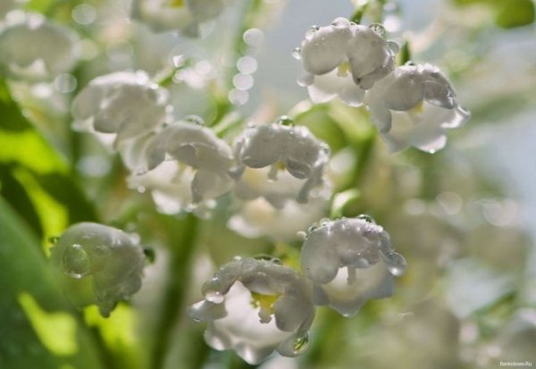 Ландыши в росе