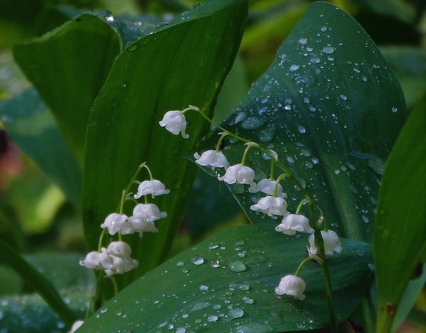 Ландыши под дождем