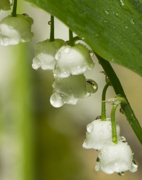 Ландыш крупно