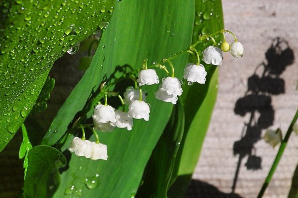 Ландыш Сибирский