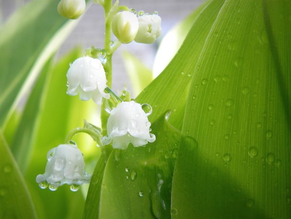 Капли ландыша