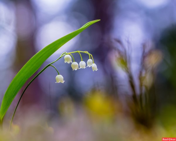 Серебряный Ландыш