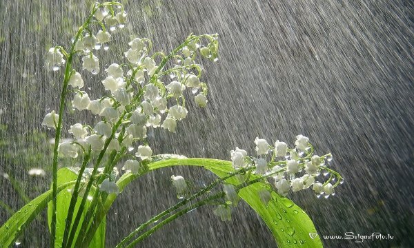 Пастернак Ландыши