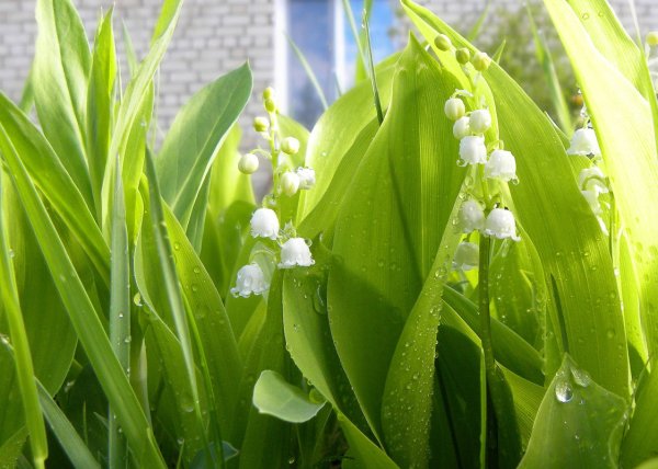 Ландыши у реки