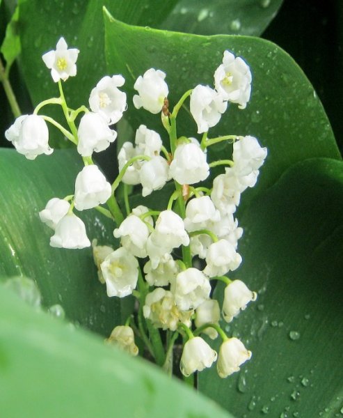 Ландыши после дождя