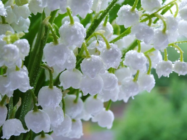 Белые Ландыши