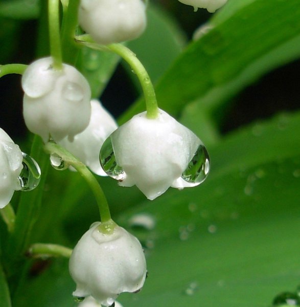 Ландыш полевой