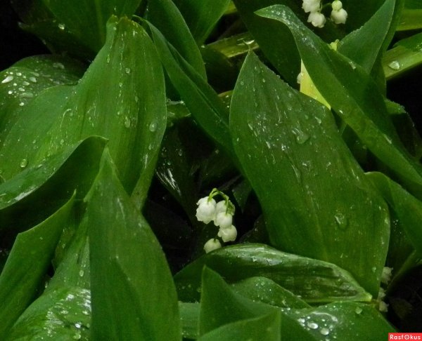 Лист ландыша