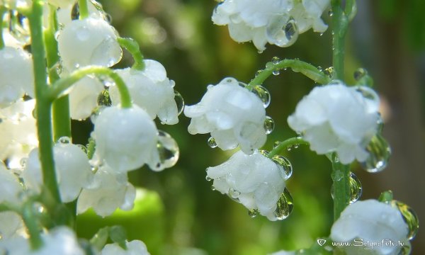 Ландыши в росе