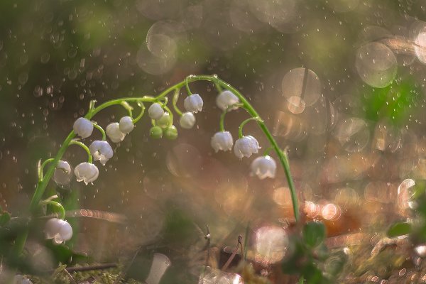 Ландыши в росе