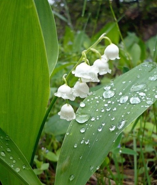 Ландыш горный