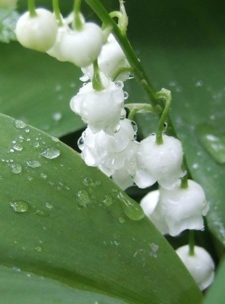 Ландыши в каплях росы