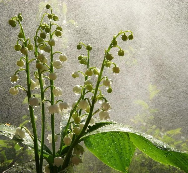 Ландыши дождь