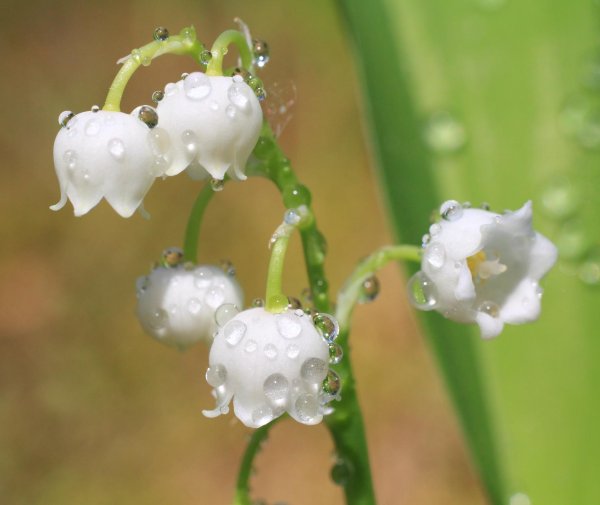 Ландыш голубой