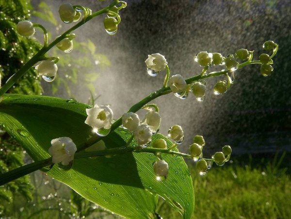 Солнечный Ландыш