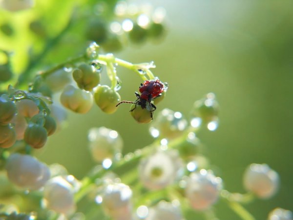 Ландыши в росе