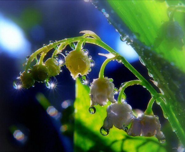 Ландыши Макросъемка