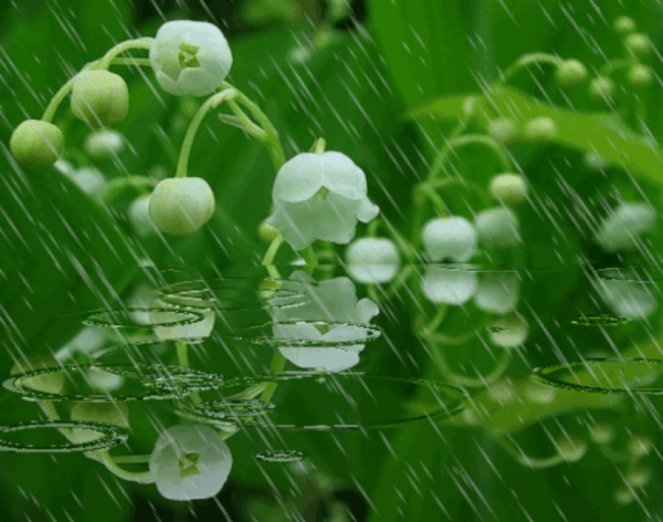 Мерцающие Ландыши