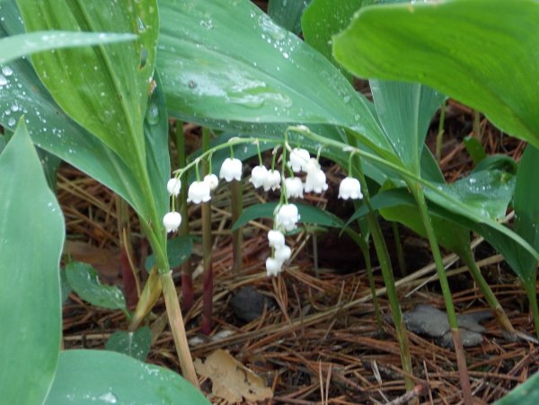 Ландыш плена