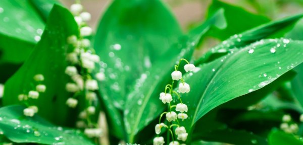 Ландыш водяной