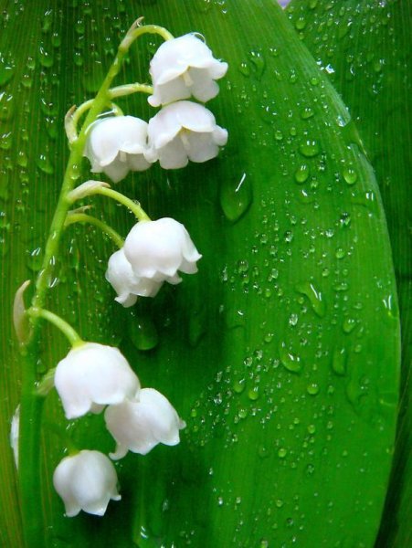 Ландыши дождь