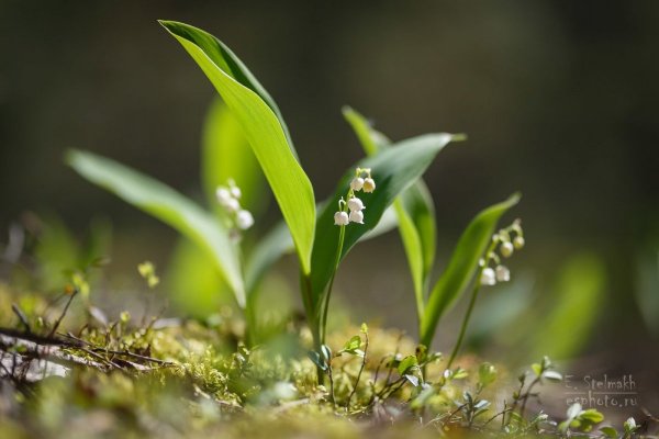 Ландыш плосколистный