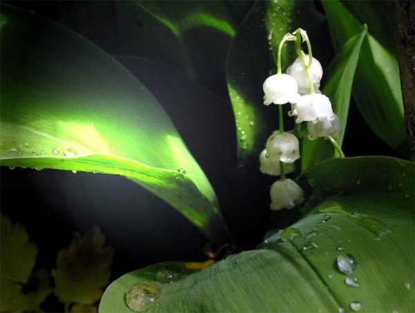 Ландыши в каплях дождя