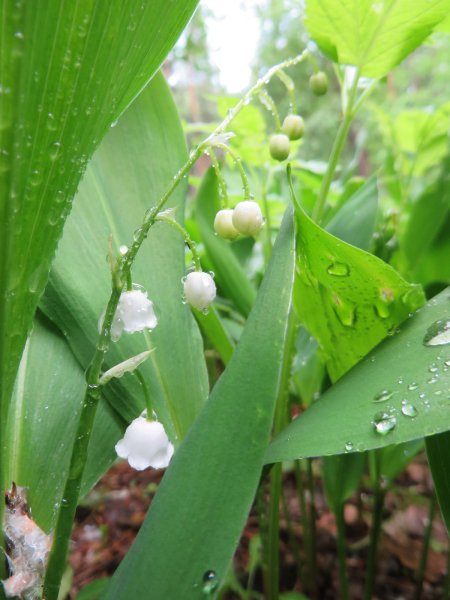 Ландыш Майский Рязань