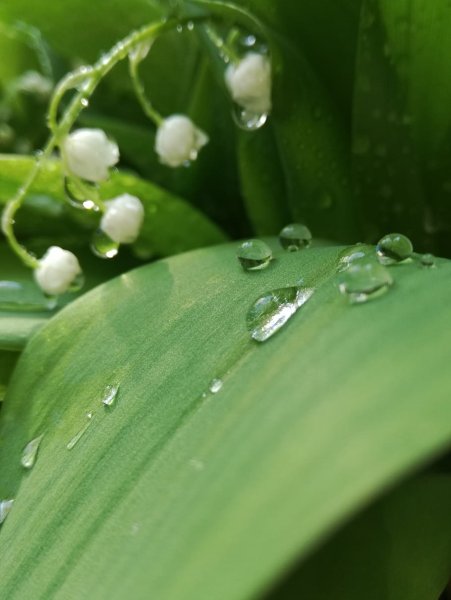 Ландыши у воды