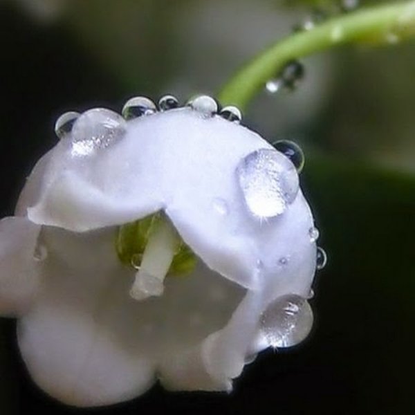 Ландыши в росе