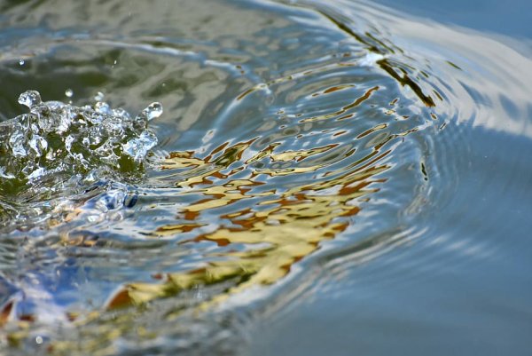 Вода из реки