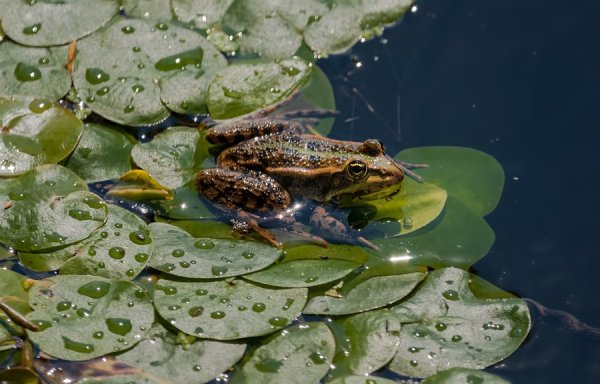 Дождь с лягушками
