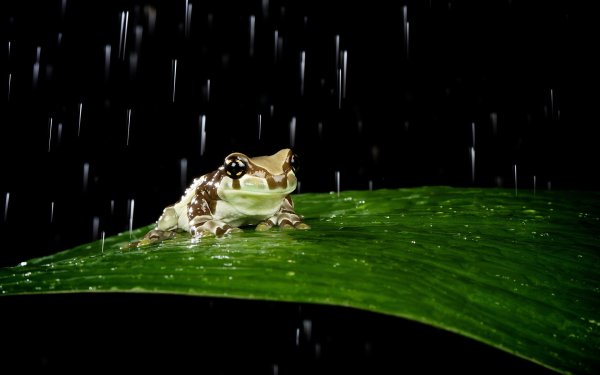 Дождь с лягушками