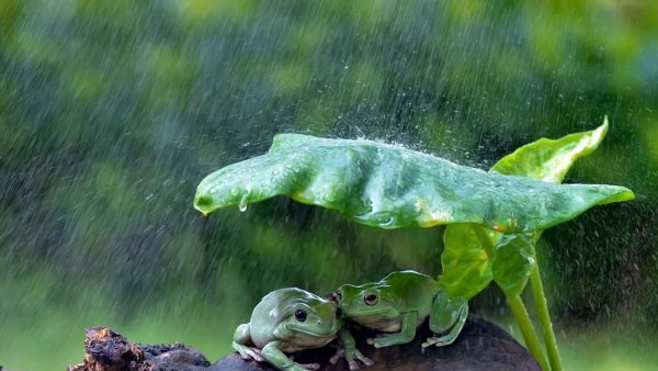 Лягушка под листом