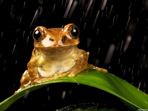 Панамская Золотая лягушка