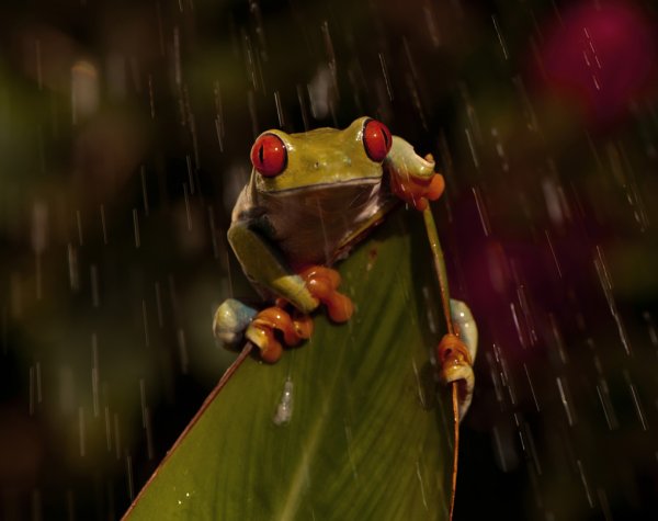 Квакша под дождем