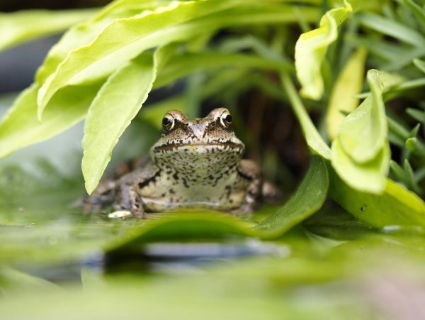 Лягушачья морда