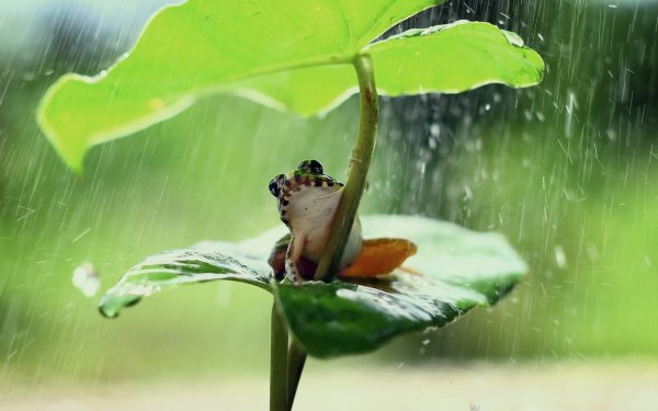 Царевна лягушка