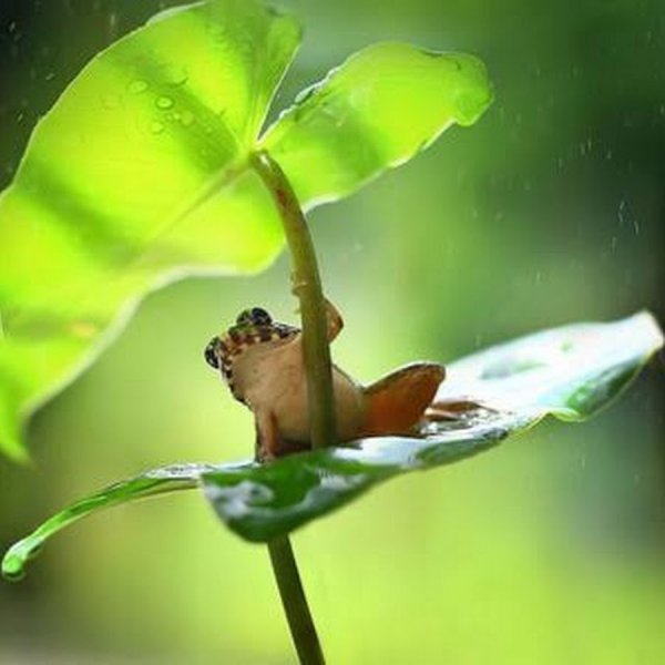 Лягушонок под дождем