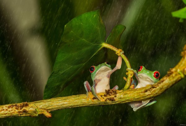 Лягушка под дождем