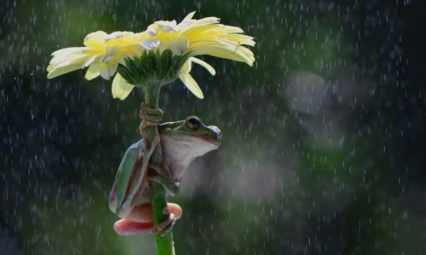 Лягушонок под дождем