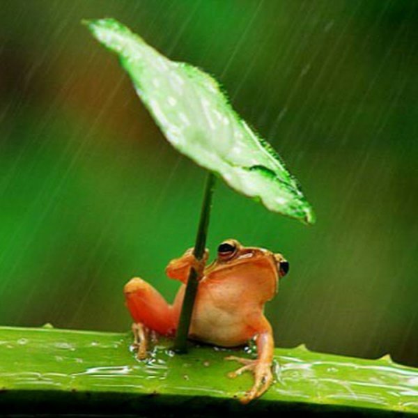 Лягушка под дождем картинки