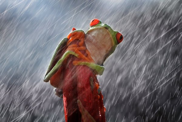 Лягушки с неба