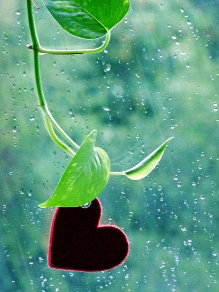 Сердечко на стекле под дождем