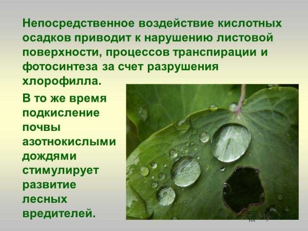 Кислотные дожди