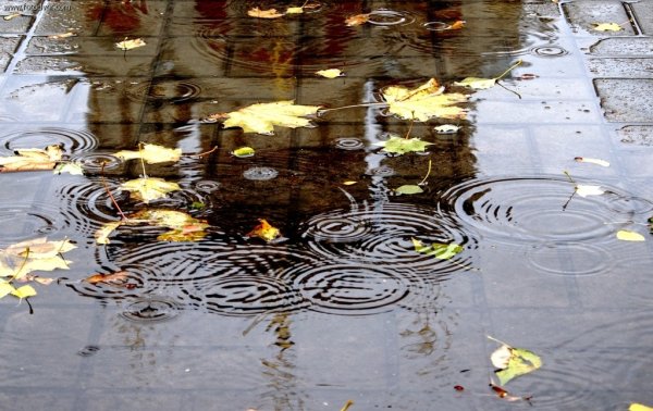 Красивая лужа