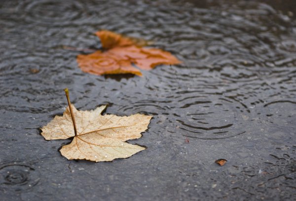 Листья в луже