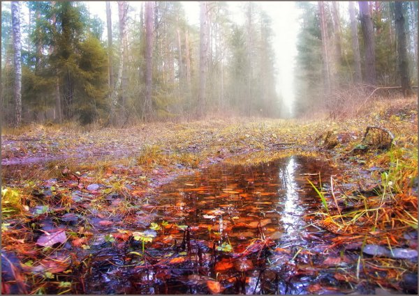 Осень лужи