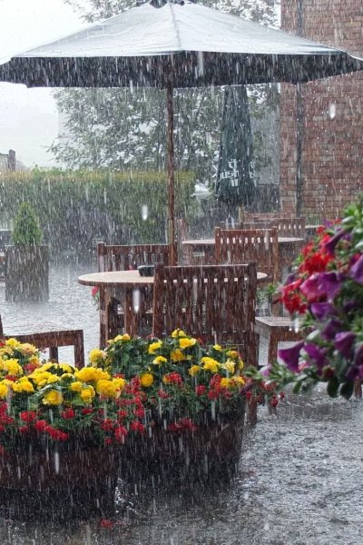 Летний ливень в саду