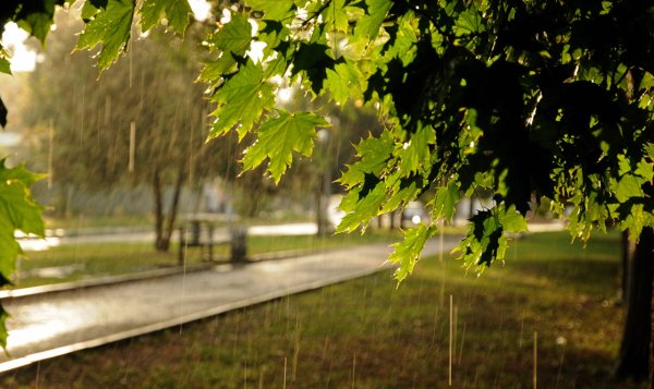 Дождливый летний день